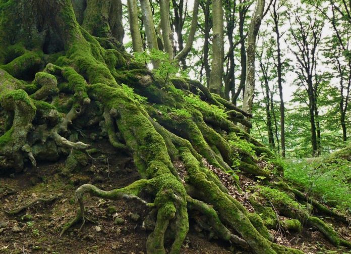 Dünyanın En Yaşlı Ağaçları