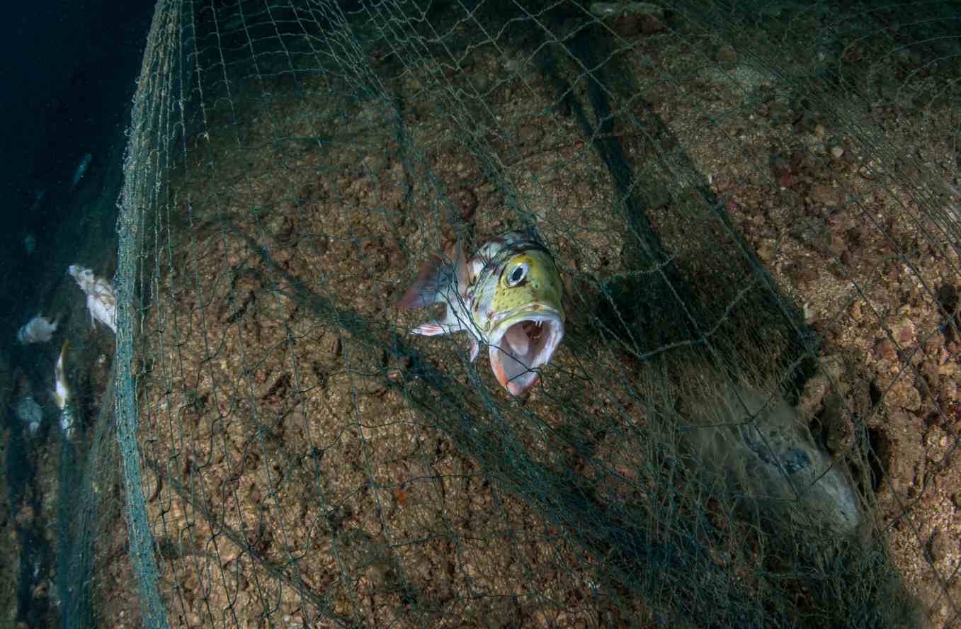 Hayalet Atık Balıkçı Ağları -Deniz Canlılarını Tehdit Ediyor