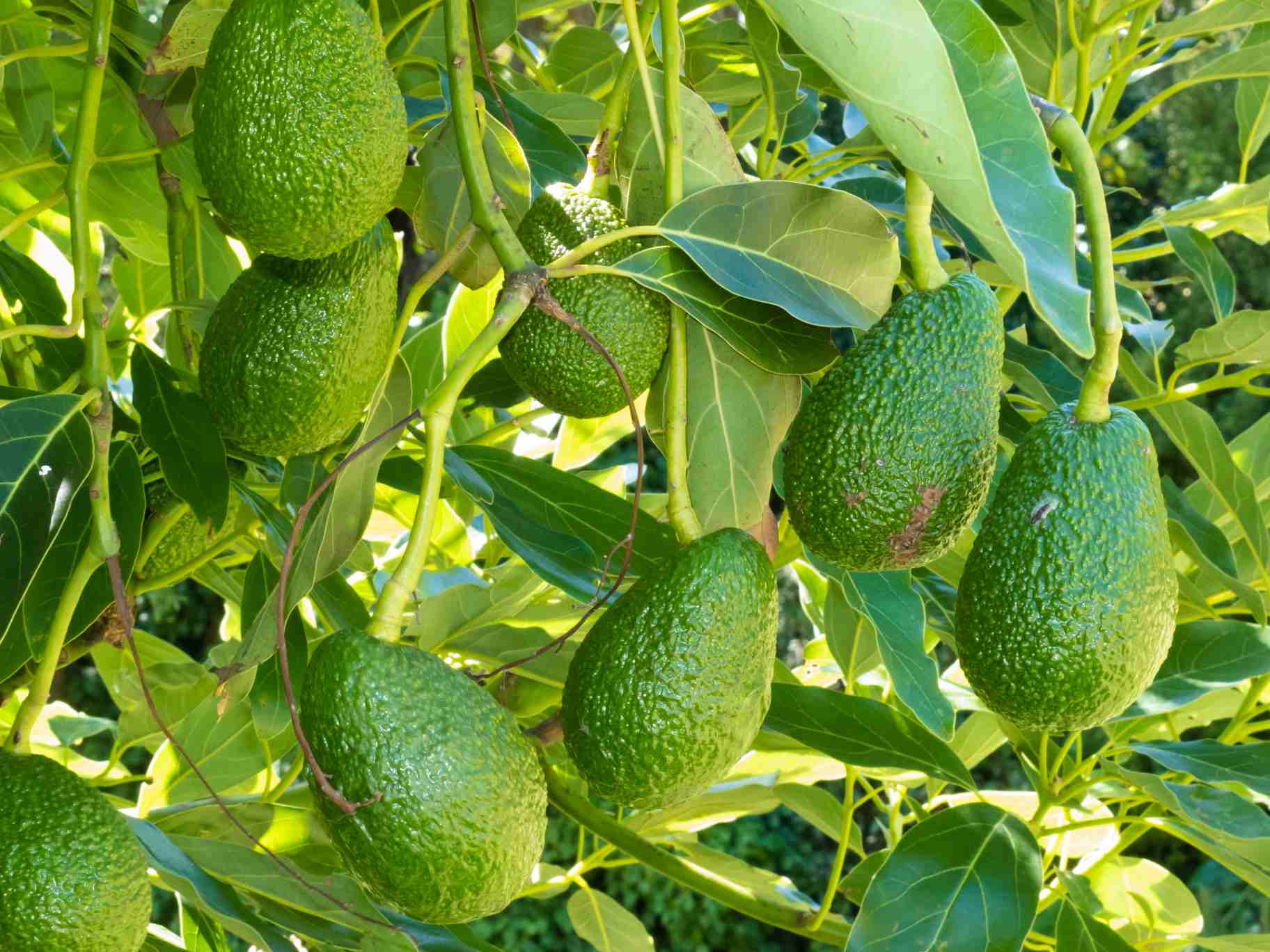 Tropikal Meyve İhracatı - Avokado